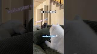 choose your fighter! #samoyedpuppy #greycat #dogvscat #dogstagram #catdogfriendship