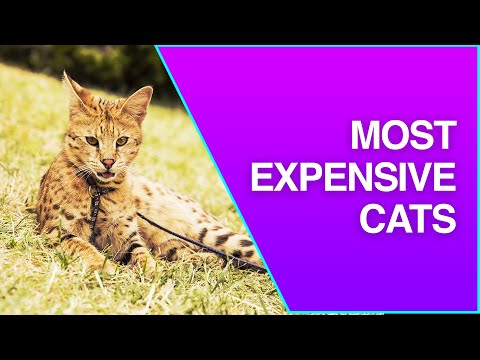 top 5 most expensive cats worldwide ( costly cats )