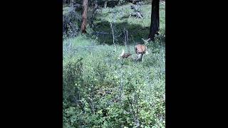 Baby Deer Zoomies in Montana #deer #montana #trailcam #babyanimals #cute
