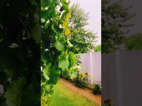 Rain|| cool weather ||#shortsvideo #beautiful #foryou #barishstatus