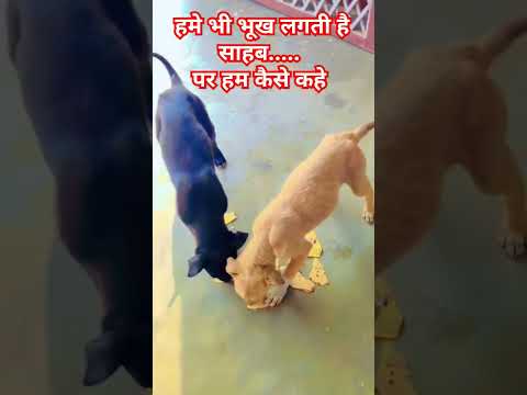 बेजुबान जानवरो को भी रोटी जरूर दे Bejuban janvaro ko bhi roti de cute dog babys इतने masum pille