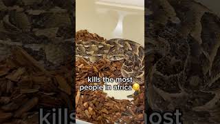 #snake #venomous #deadly #africa #viralvideo #foryou #viral #fy #love #cute #explore #pets #shorts