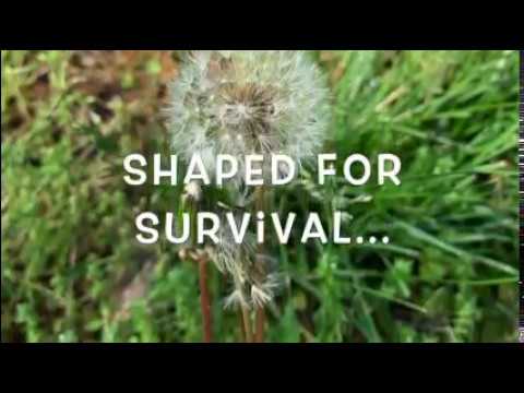 Nature in Motion: Shaped for Survival