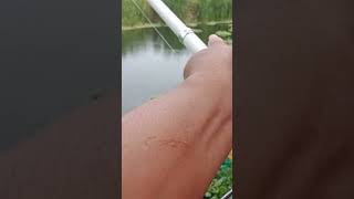 Memulai mancing jaring #shorts #dolofishing
