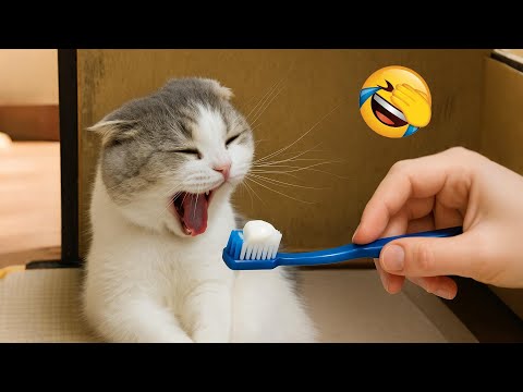 Hilarious animals will break your laugh control 😂