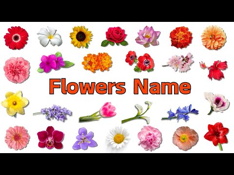 Flowers name 🌸 | List of flower names | Vocabulary for kids flowers