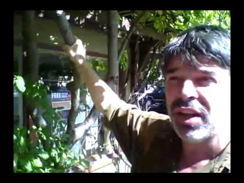 Communitecture Food Forest