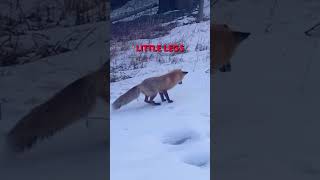 Fox dives headfirst into the snow 😅🦊
