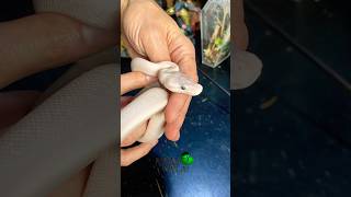 13 amazing snakes! #molinarosnakelab #ballpython #royalpython #childrenspython #reptiles #shorts