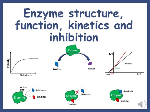 Enzyme structure, function, kinetics and inhibition