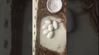 First clutch of the 2023 Season .#ballpython #ballpythonbreeding #ballpythonmorphs #reptiles