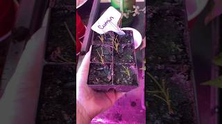 Cumin Seedlings - How to Grow Herbs #gardeningtips #seedstarting #cuminseeds