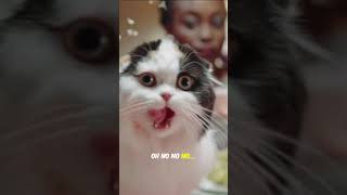 Cat Hacker Fails Hilariously! 😂🐱💻