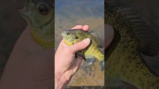 Catch & cook bluegills