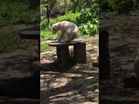 Again Nice Day For GANG ❤️ #shorts #viral #youtube #foryou #fypシ #truffle #youtubeshort #dog #funny