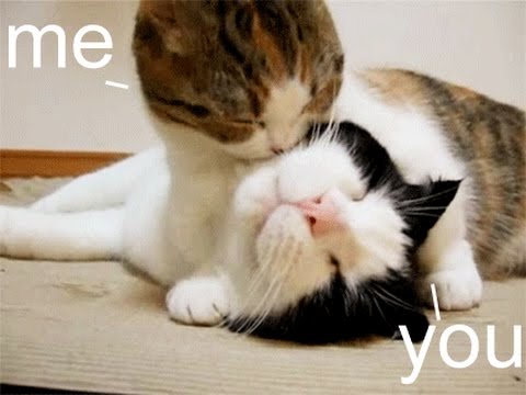 Cute Funny Cats Kissing Videos | Best Cats Kissing Compilation