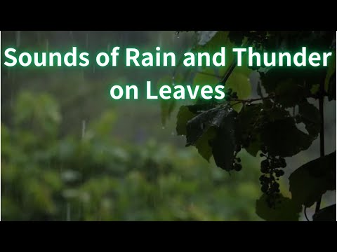 Nature's Symphony: Sounds of Rain and Thunder on Leaves White Noise#RainAndThunder#雨声雷声#大自然的声音