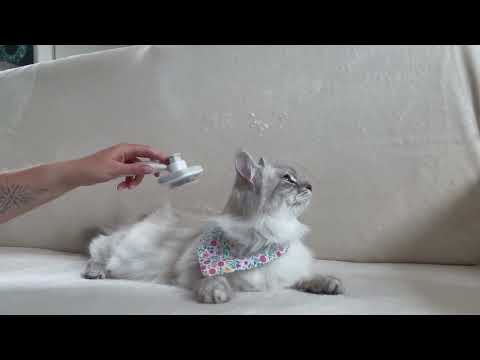 Top Pet Groomer Shares AMAZON BASICS Brush Secrets for a Flawless Coat