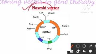 cloning vector// #cloningvector