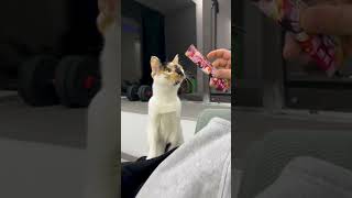 Cats Reacting To Magic 😂😂😂