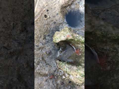 What is the name of this crab? Why does it have legs that are bigger than its body?