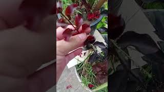 beautiful  flowers #daliyroutine