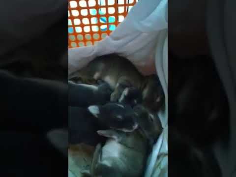 Cute 10days old rabbit kits. Nap Time!!!