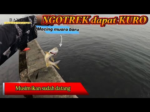Mancing kotrekan di sambar kuro di muara baru