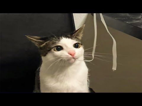Cats do weird stuff, we clap.