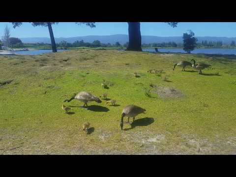 Shoreline Lake  Geese with chicks