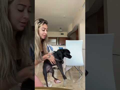 shop this dog carrier on my Amazon profile #review #dog #dogs #amazon #amazonreview #amazonfinds￼