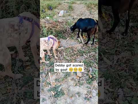 Debby 🐕 got scared by goat 🐐 #dog #doglover #cute