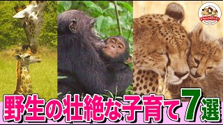 [Great Mothers] A Cheetah Mom Fights for Her Cubs! A Giraffe’s Life-or-Death Birth! From Hunting ...