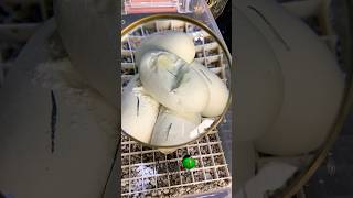 Our egg is improving! #molinarosnakelab #python #ballpythonbreeding #snakebreeding #diy #shorts #egg
