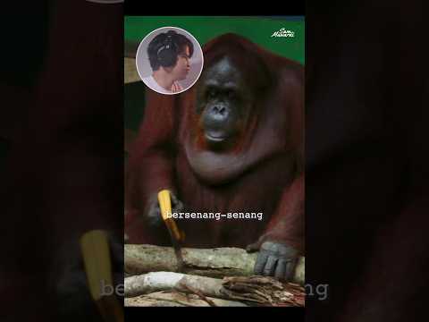 Orangutan Menggergaji Kayu