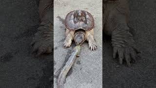 Turtle eat a fish that was placed in the front of it really quickly!