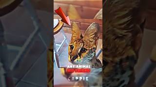 His CAT installed the WRONG UPDATE! #petsrule #funnypet #pets