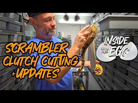 Scrambler Clutch Cutting + UPDATES | Inside the Egg 10