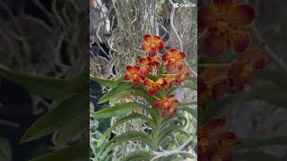 #orchids #orchid #orchidslover #flowers