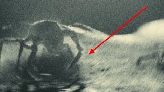 Lobster found living on Pluto!