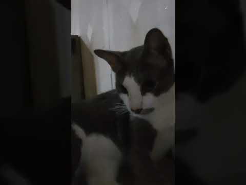 Too used to kisses 😆 #cat #kitten #animallivesmatter