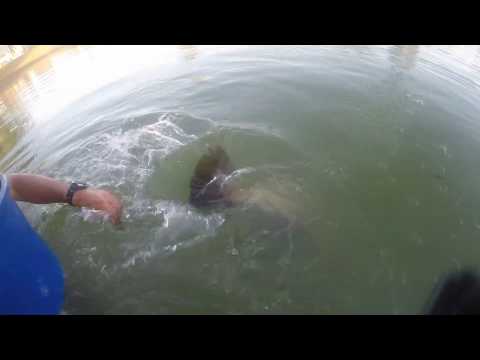 Feeding 1m+ Barramundi