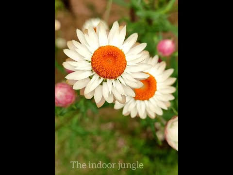 bloom where you are planted