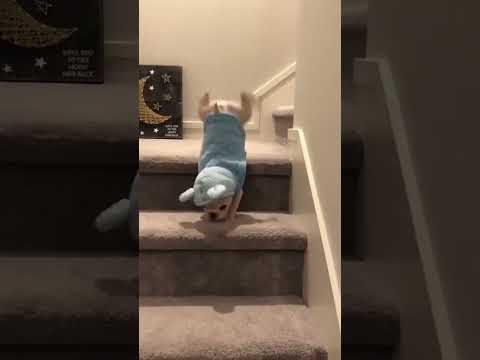 Dogs jumping #pets #funny #funnyanimals #emotional #love #bulldog #cute #funnydogs #london #funny