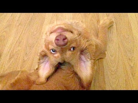 Puppies Talking and Arguing With Their Humans Compilation