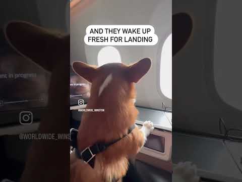 Untitled video
