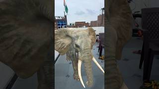 Elephant fell behind Madni and Papa 🐘#shorts