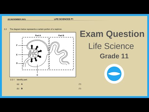 Exam Questions November 2023 | Human Excretions | Life Sciences grade 11.