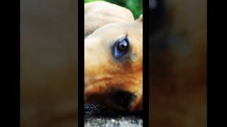 How UV Light Damages Everything. Including Our Pets! #shorts #replacementwindows #uvrays #dogs