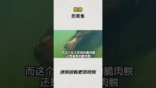 独特的草鱼#知识 #趣闻 #历史